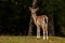 Young 1 year fawn of fallow deer, a female in a forest in Sweden