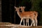 Young 1 year fawn of fallow deer, in a forest in Sweden