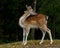 Young 1 year fawn of fallow deer, a male in a forest in Sweden