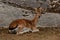 Young 1 year fawn of fallow deer, a male in a forest in Sweden