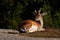 Young 1 year fawn of fallow deer, a male in a forest in Sweden