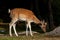 Young 1 year fawn of fallow deer, a male in a forest in Sweden