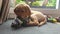 A young 2 month old yellow Labrador puppy playing and chewing on his rope chew toy