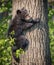 Young 4 month old cub climbs up tree for safety in Minnesota