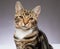 Young 9 month old Tabby cat looking to camera against a plain grey background