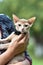 A young Abyssinian cat, fawn is sitting in the hands of the hostess