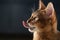 Young abyssinian cat licking lips closeup portrait