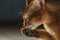 Young abyssinian cat licking paw closeup portrait