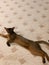 Young Abyssinian red female cat is lying on the floor