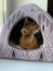 Young Abyssinian red female cat sitting in cat`s house