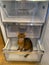 Young Abyssinian red female cat sitting in the refrigerator