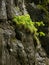 A young Acer pseudoplatanus growing under extreme conditions