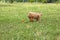 Young active dog playing in a summer park with a ball. A beautiful thoroughbred red poodle runs after a flying bright ball