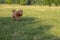 Young active dog playing in a summer park with a ball. A beautiful thoroughbred red poodle is walking on the grass with a ball in