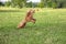 Young active dog playing in a summer park with a ball. Handsome thoroughbred red poodle in a jump tries to grab a bright orange