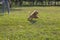 Young active dog playing in a summer park with a ball. Handsome thoroughbred red poodle jumping on the grass