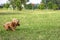 Young active dog playing in a summer park with a ball. Handsome thoroughbred red poodle trying to catch a flying bright orange