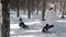 A young active mother runs among the firs and pulls the sled, on which her child sits.