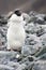 Young Adelie penguin close up on Horseshoe Island, Antarctica