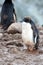 Young Adelie penguin with irokes cut on the coast of Fish Islands, Antarctica