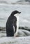 Young Adelie Penguin on the ocean.