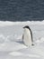 Young Adelie Penguin in open water.