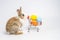 Young adorable bunny stand on white background. Cute baby rabbit for Easter and online shopping shop for color egg, Lovely action