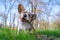 Young adorable dog of welsh corgi cardigan breed, merle color, nibbles a stick in green grass at the park. Playful pet on outdoor