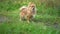 A young, adorable, fluffy and ginger dog, playfully walks to the edge of the frame. Natural background. slow motion video..