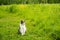 Young adorable gray and white cat is playing in the yard