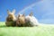 Young adorable rabbits background clear blue sky and rainbow