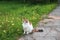 Young adorable tricolor cat is playing in the yard