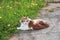 Young adorable tricolor cat is playing in the yard