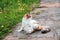 Young adorable tricolor cat is playing in the yard