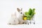 young adorable white rabbits with green lettuce in a shopping cart isolated on white background