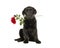Young adult black labrador retriever sitting holding a red rose in its mouth