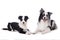 Young and adult border collie dog lying on white background