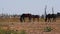 Young and adult brown horses stand behind the paddock on the farm and graze.