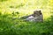 Young adult cheetah rests in the shade