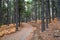 Young adult couple hiking in the forest