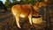 Young adult domestic calf feeding fodder to mitigate his hunger in the morning time. Jercey calf shaking dim sunlight