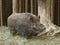 Young adult of Euroasian wild pig - Sus scrofa - in autumn forest