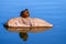 Young adult female Mallard duck Anas platyrhynchos sitting on a rock