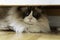 Young adult fluffy white purebred Ragdoll cat with blue eyes, laying under the cabinet staring at the camera
