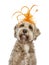 Young adult golden Labradoodle dog,Isolated on a white background.