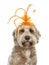 Young adult golden Labradoodle dog,Isolated on a white background.