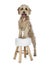 Young adult Golden Labradoodle dog, Isolated on a white background.