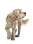 Young adult Golden Labradoodle dog, Isolated on a white background.