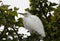Young adult Great Egret bird Cababysmerodius albus