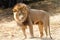 Young adult lion standing in drought parched grass